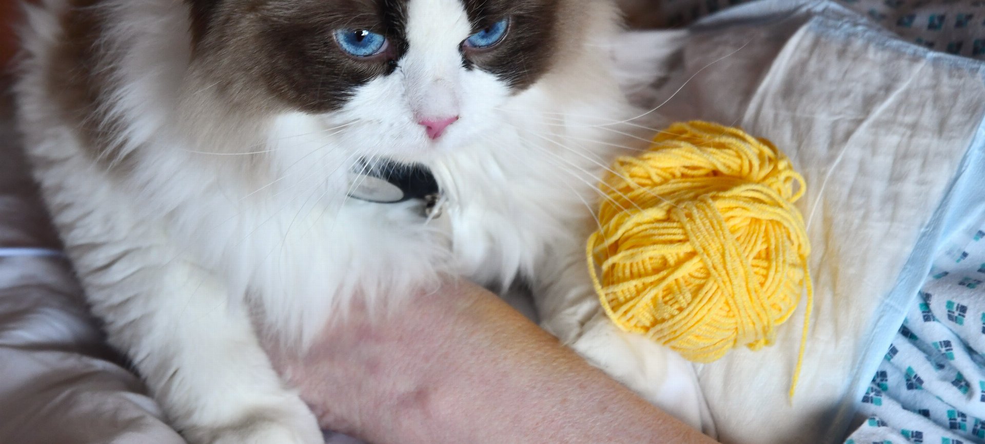 Felinoterapie: pacientům se věnuje modrooká kočka Elis